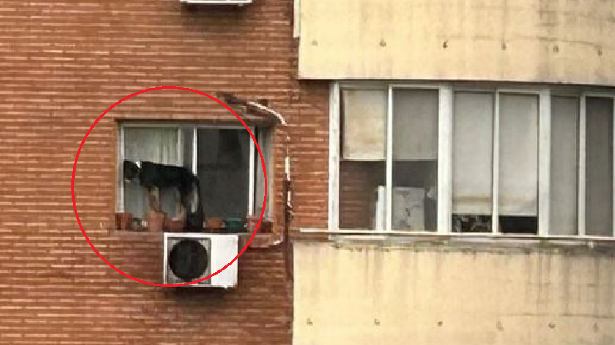 Horror en Belgrano: un perro estuvo al borde del abismo durante horas