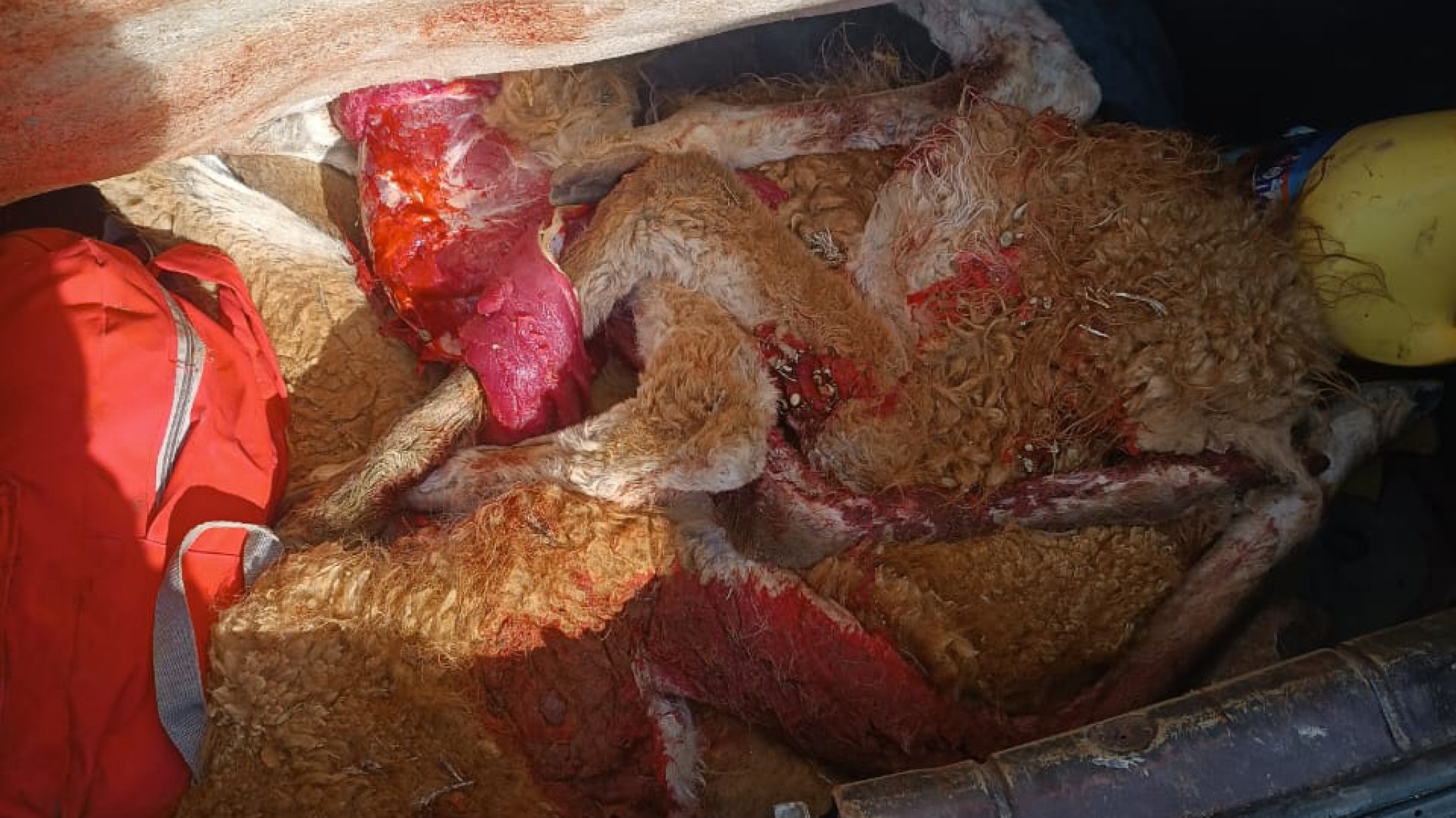 Cuatro hombres perseguían ovejas y los atraparon con carne de guanaco en el baúl del auto