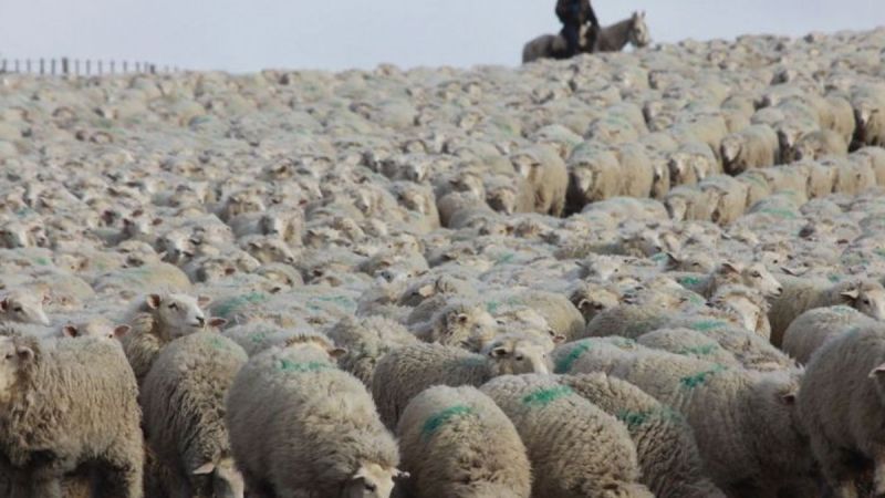 El gobierno confirmó la eliminación del Fondo Fiduciario para la Recuperación de la Actividad Ovina