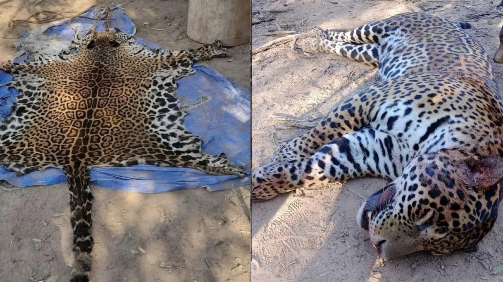 Cazadores furtivos mataron a un yaguareté en Formosa