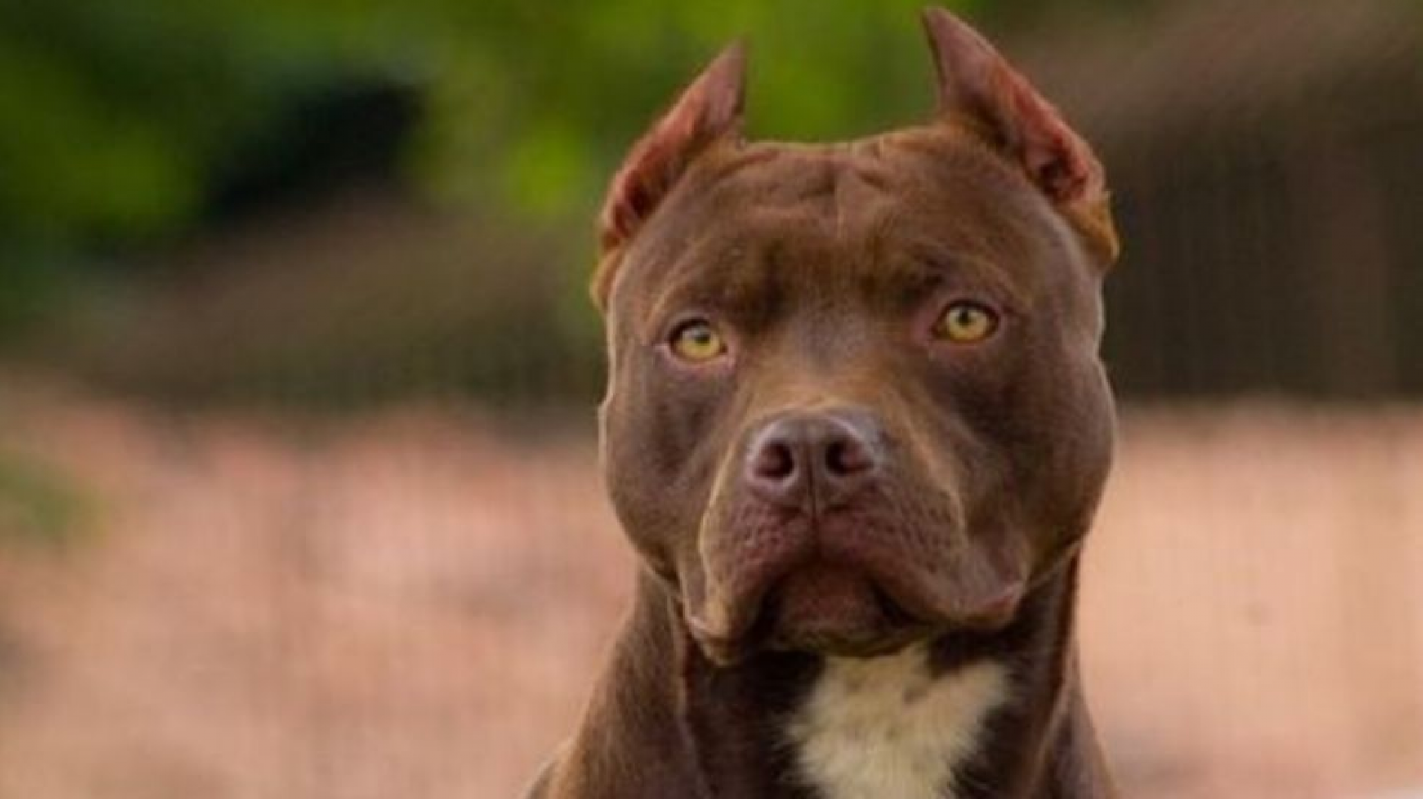 Su perro mató a una niña de 10 años y ahora deberá cumplir una condena en la cárcel