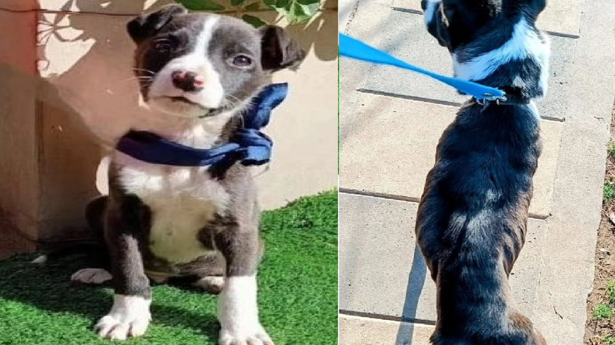 Adoptaron a un perro y lo devolvieron en condiciones alarmantes