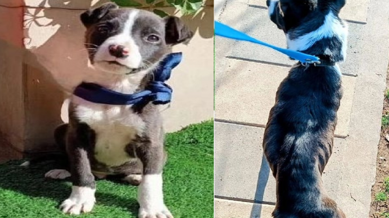 Adoptaron a un perro y lo devolvieron en condiciones alarmantes