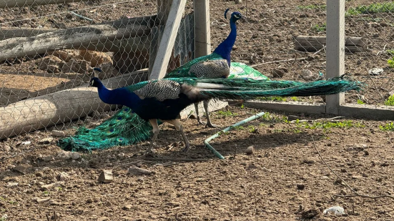 Hombre detenido por mantener en cautiverio a más de diez animales exótico