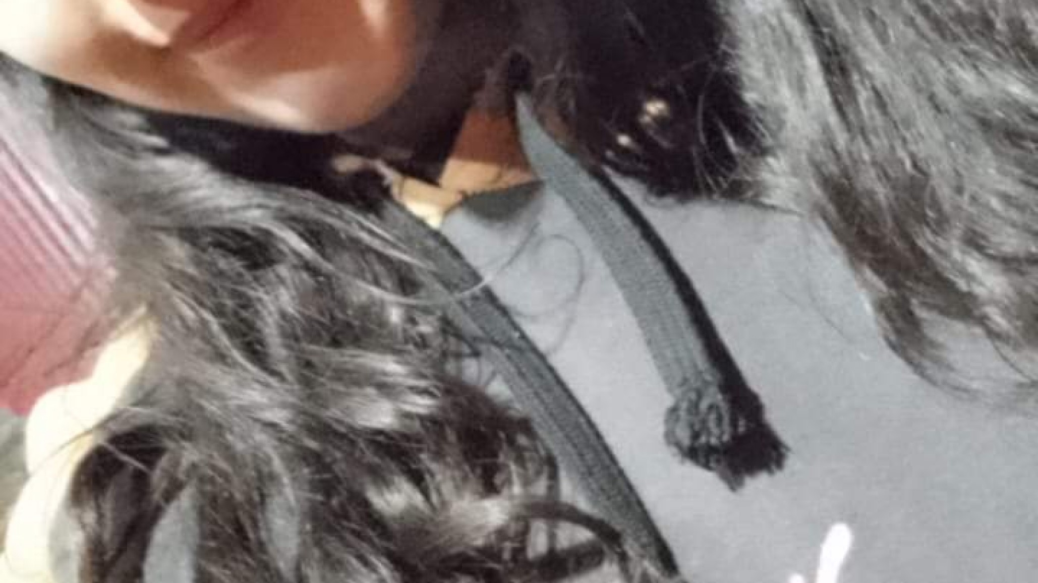 Buscan a una adolescente desaparecida en Comodoro Rivadavia