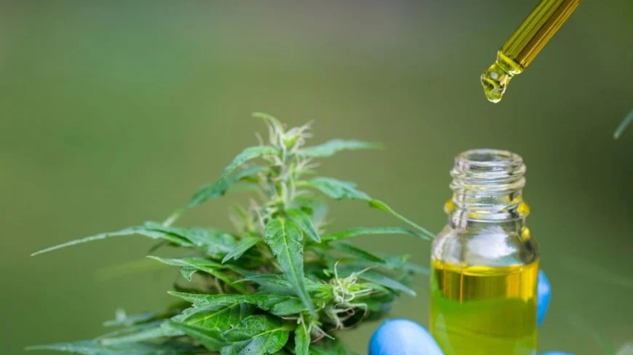 Modificación del régimen de cannabis medicinal: ¿Quién se puede inscribir al REPROCANN?