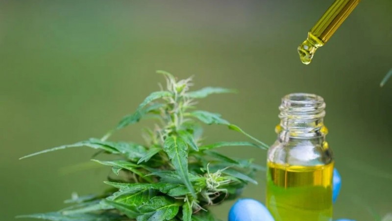 Modificación del régimen de cannabis medicinal: ¿Quién se puede inscribir al REPROCANN?
