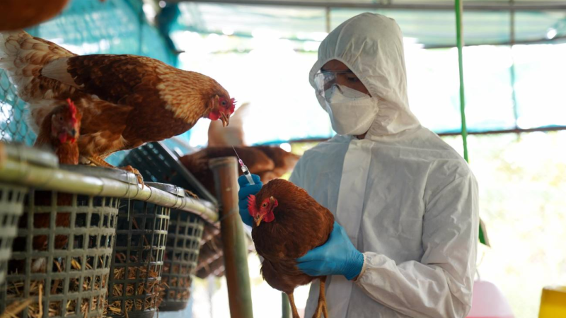 Detectaron el primer caso de gripe aviar sin contacto directo con animales
