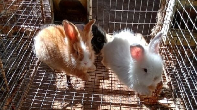 SENASA habilita la importación de hasta cinco conejos por persona