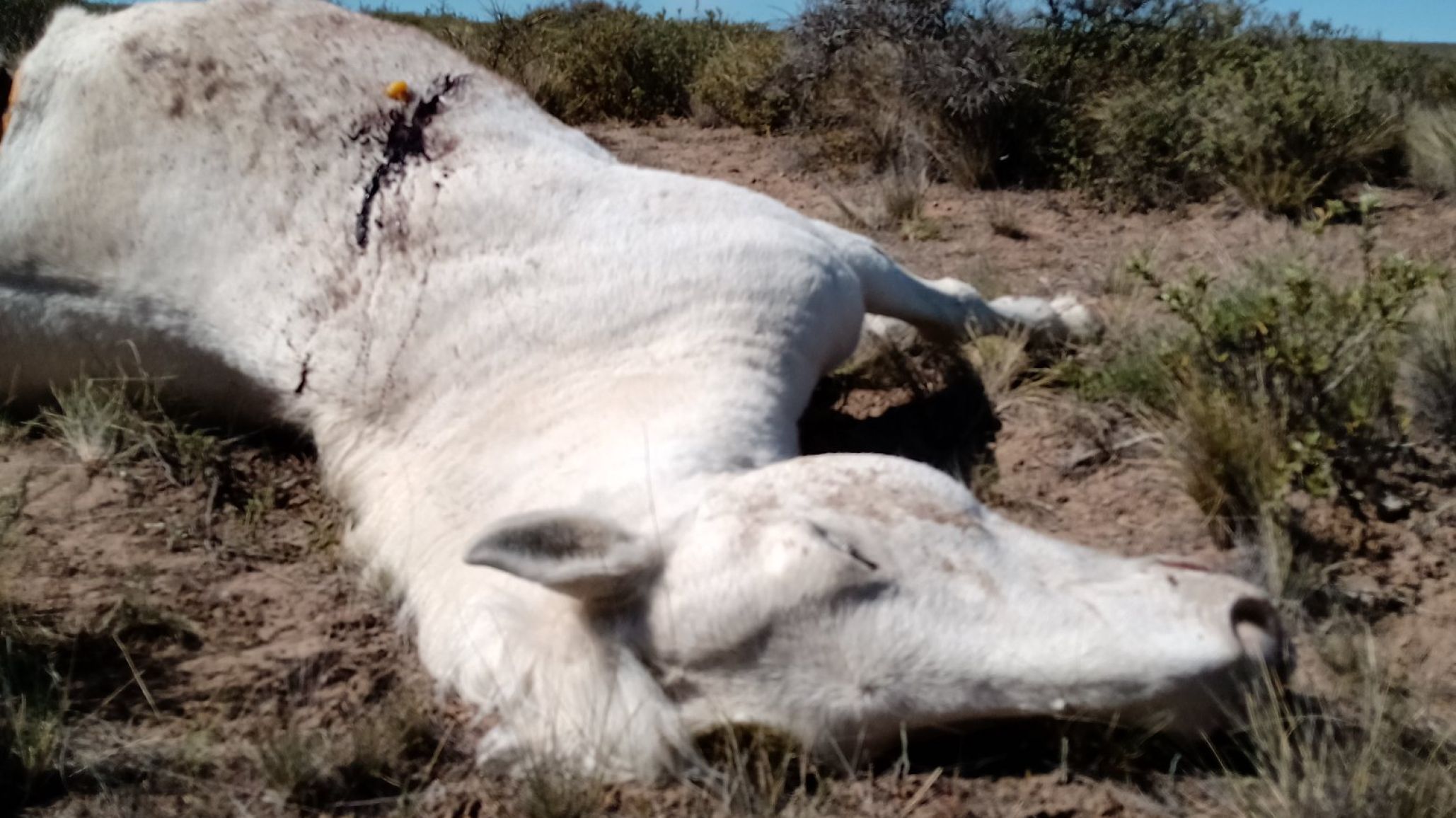 Mataron a un caballo a tiros cerca de un camino para ciclistas y vehículos: "Podrían haber causado una tragedia"