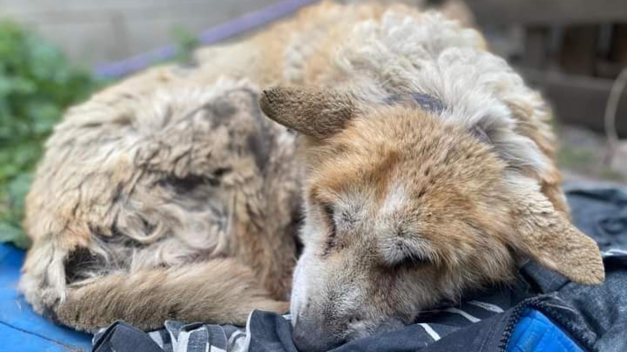 Buscan ayuda para Panchito, un perro callejero: Necesita alimento y atención veterinaria
