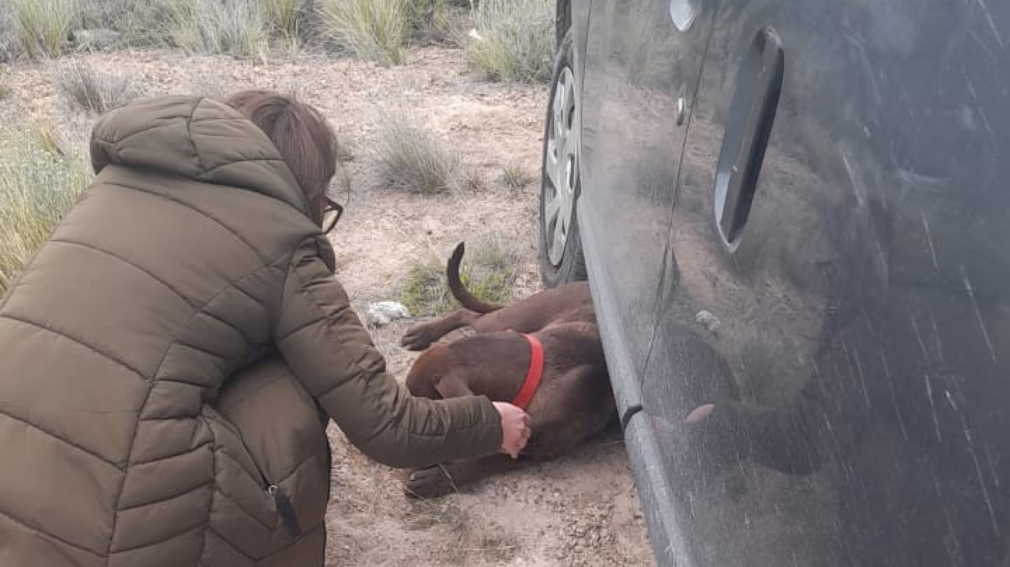Final feliz: apareció Roque, el perro que se perdió tras un accidente