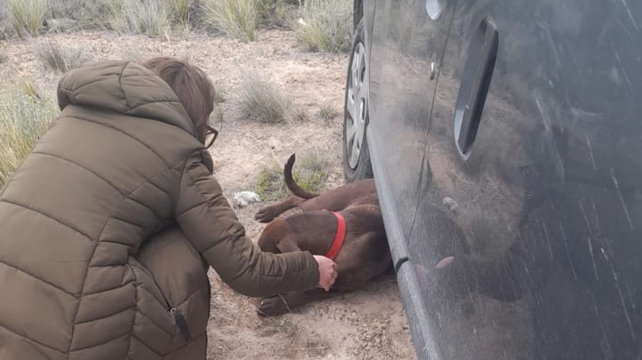 Final feliz: apareció Roque, el perro que se perdió tras un accidente