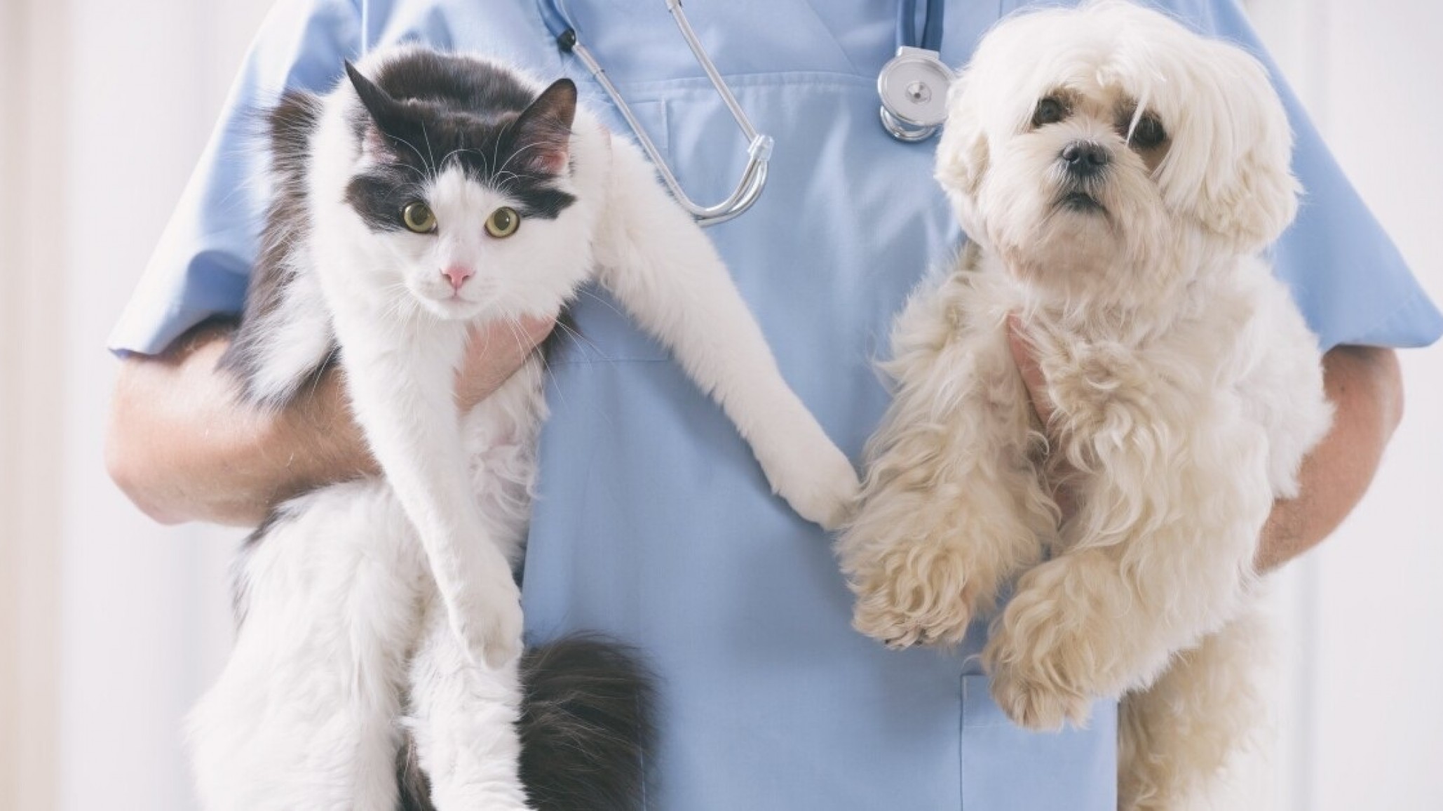 Nueva jornada de esterilización canina y felina en el Barrio Moure
