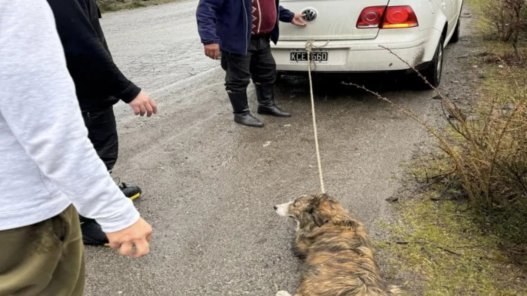 Crueldad animal: arrastraba a su perro atado al auto por la ruta porque "tenía olor a perro mojado"