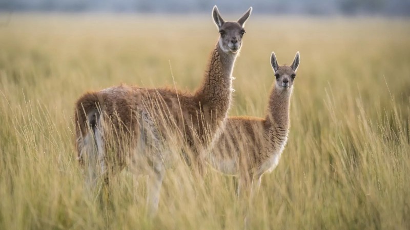 Habilitaron la caza de guanacos bajo planes de manejo provincial