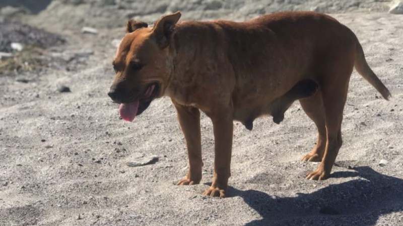 Superpoblación canina en Caleta Córdova: "Pido que se active la Vecinal para que puedan venir a hacer castraciones"