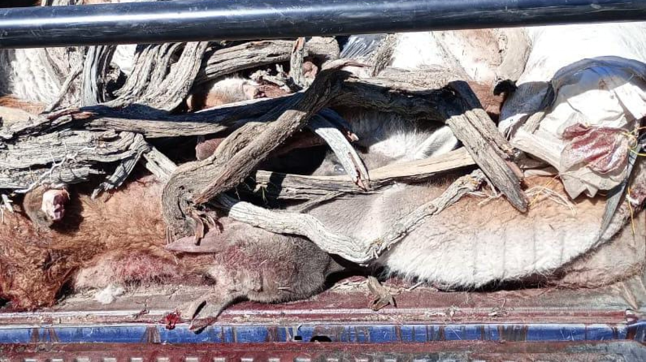 Desarticulan caza ilegal: Atraparon a dos personas con guanacos y un fusil