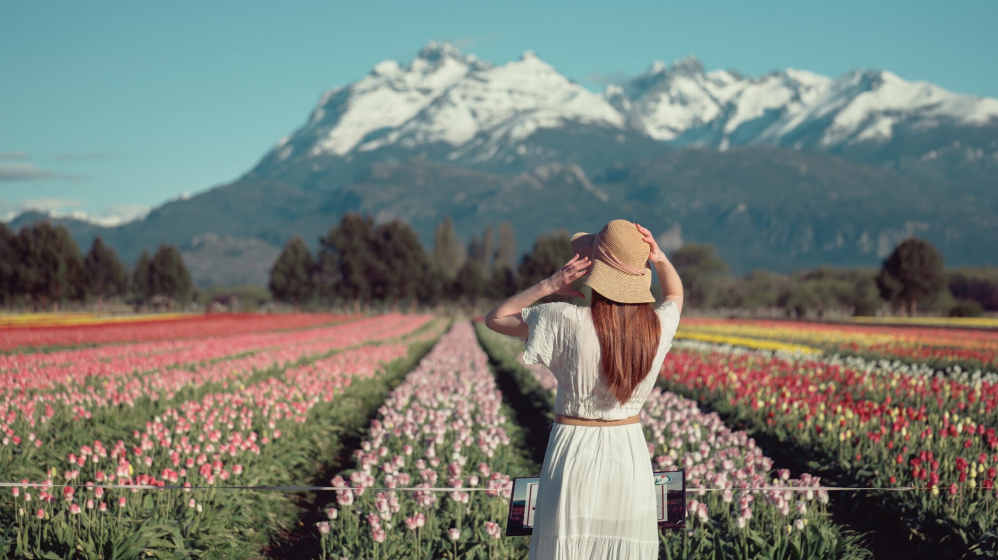 ¡A disfrutar de los tulipanes! Trevelin se prepara para la temporada de floración