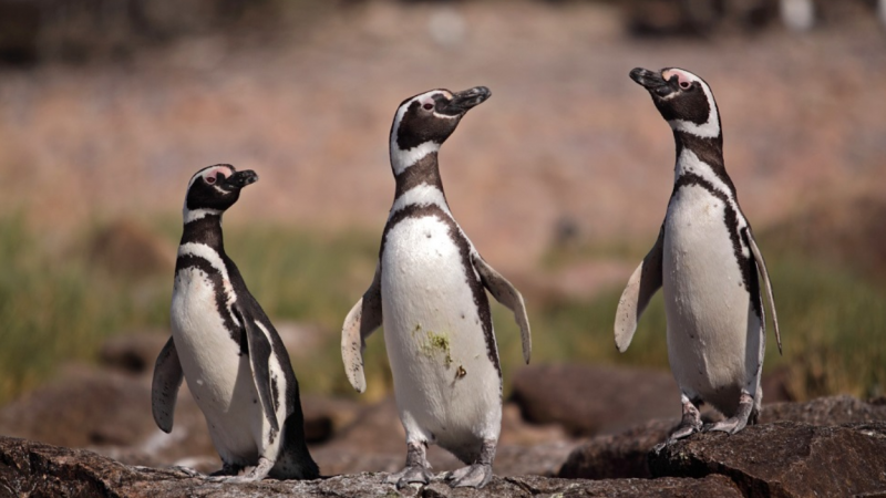 El sexo de los pingüinos: ¿qué nos enseñan los nidos tempranos y tardíos?