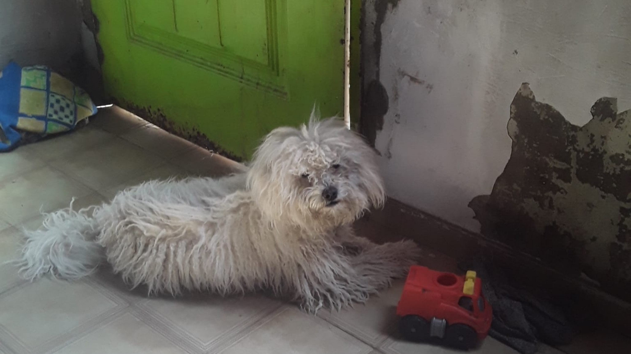 Trelew: Un perrito regresó a casa tras un devastador incendio y se reencontró con su familia