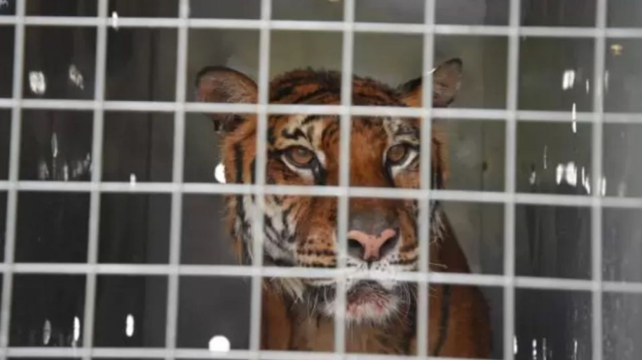 La última Tigresa de Bengala se mudará de Mendoza a un santuario en Estados Unidos