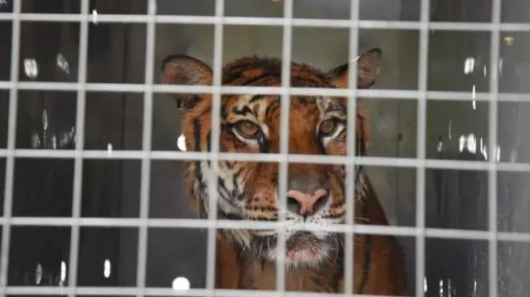 La última Tigresa de Bengala se mudará de Mendoza a un santuario en Estados Unidos