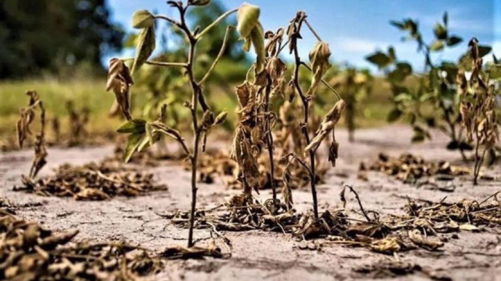 Se viene un verano extremadamente seco: alerta por el fenómeno de La Niña