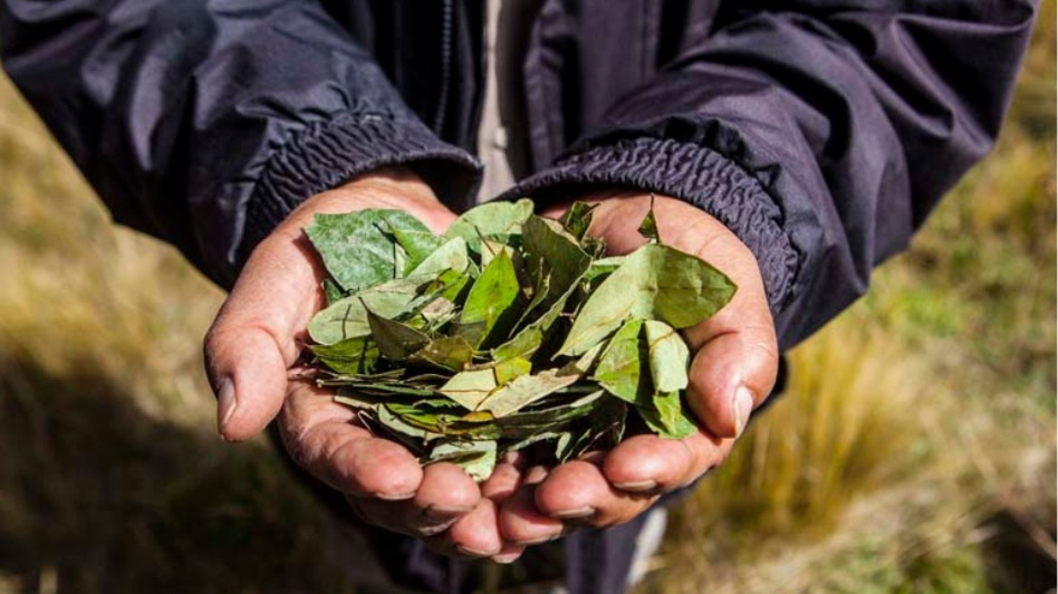 Un hombre ingirió hojas de coca y murió tras sufrir un cuadro de broncoaspiración