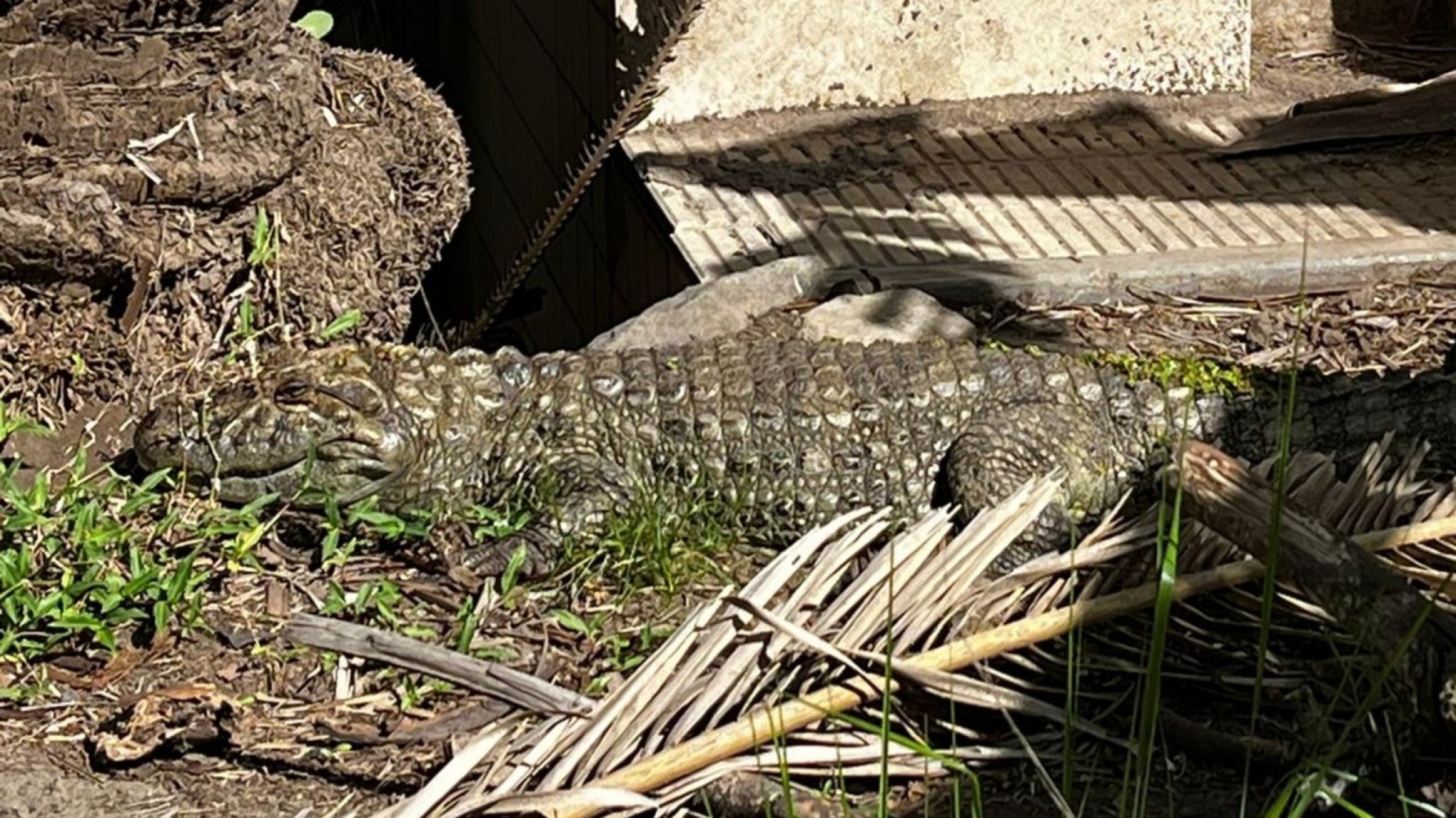 Rescataron a "Ricardito", el yacaré que vivía en el Instituto Malbrán