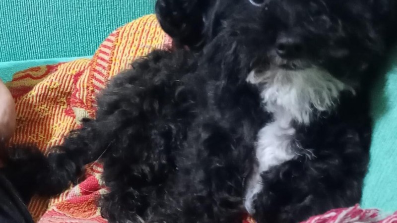 Buscan a Milo: tras un accidente, una mujer internada pide ayuda para hallar a su perro