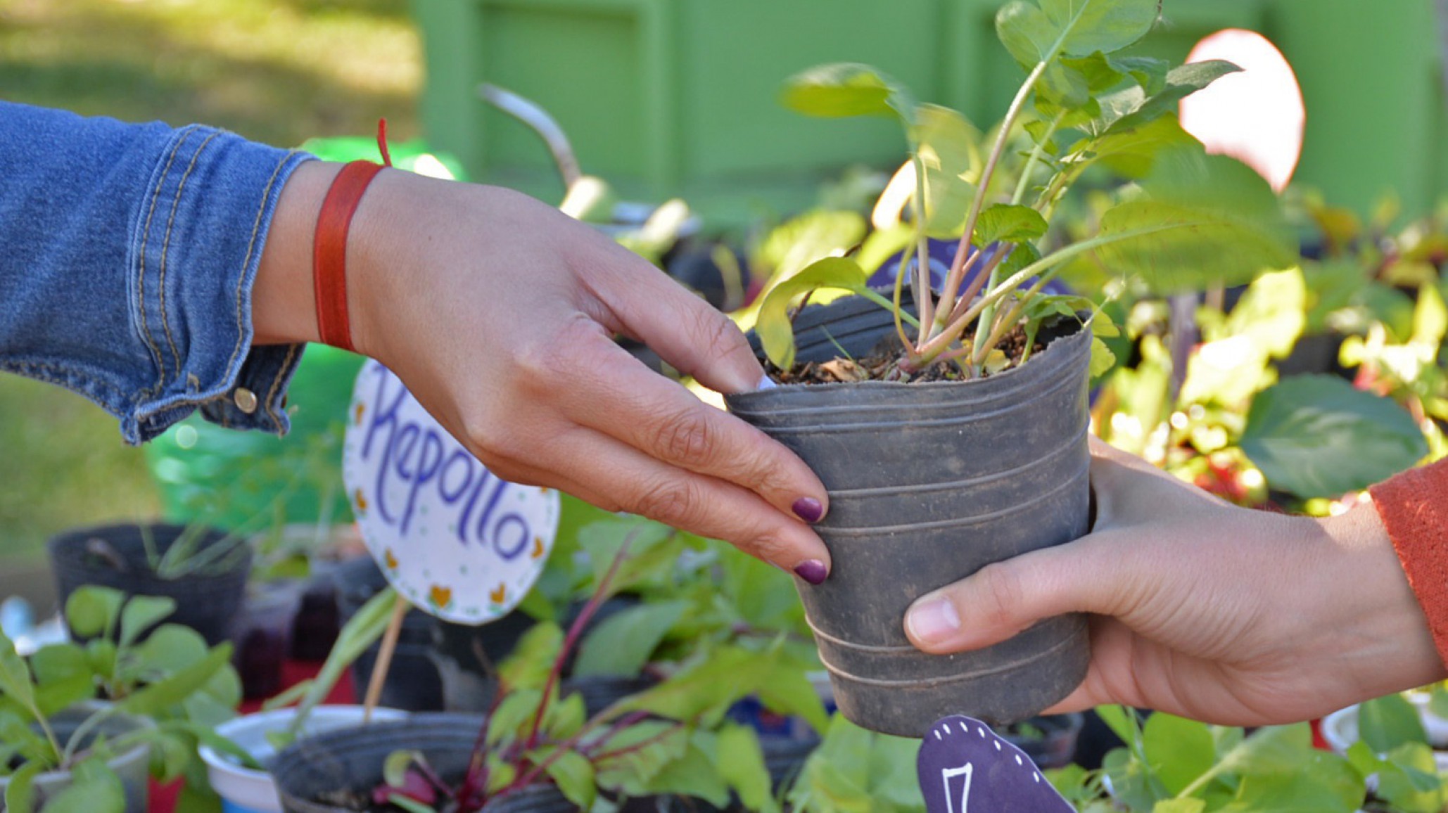Jornada para intercambiar un alimento no perecedero por un plantín