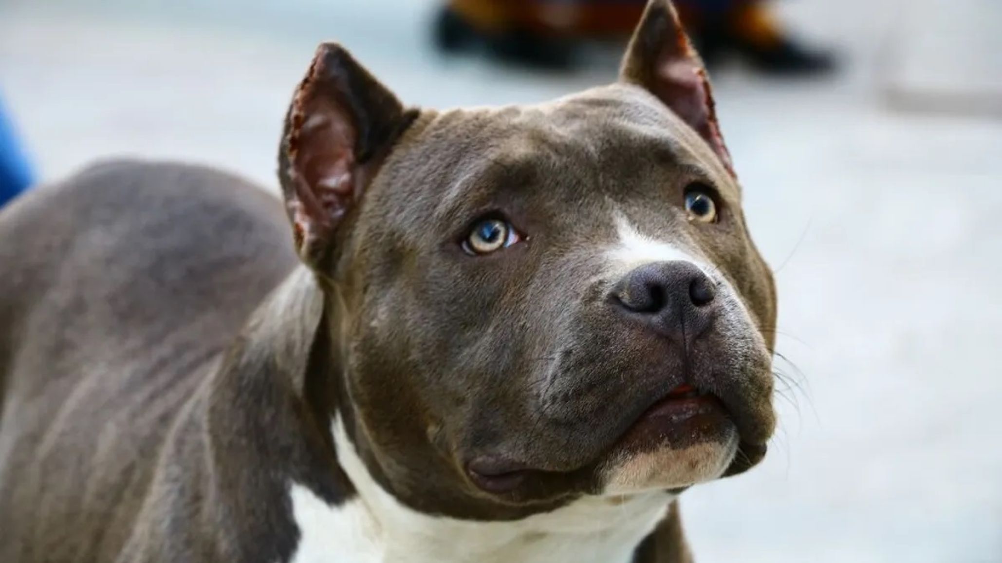 Un niño de 7 años en terapia intensiva tras ser atacado por un pitbull en Trelew