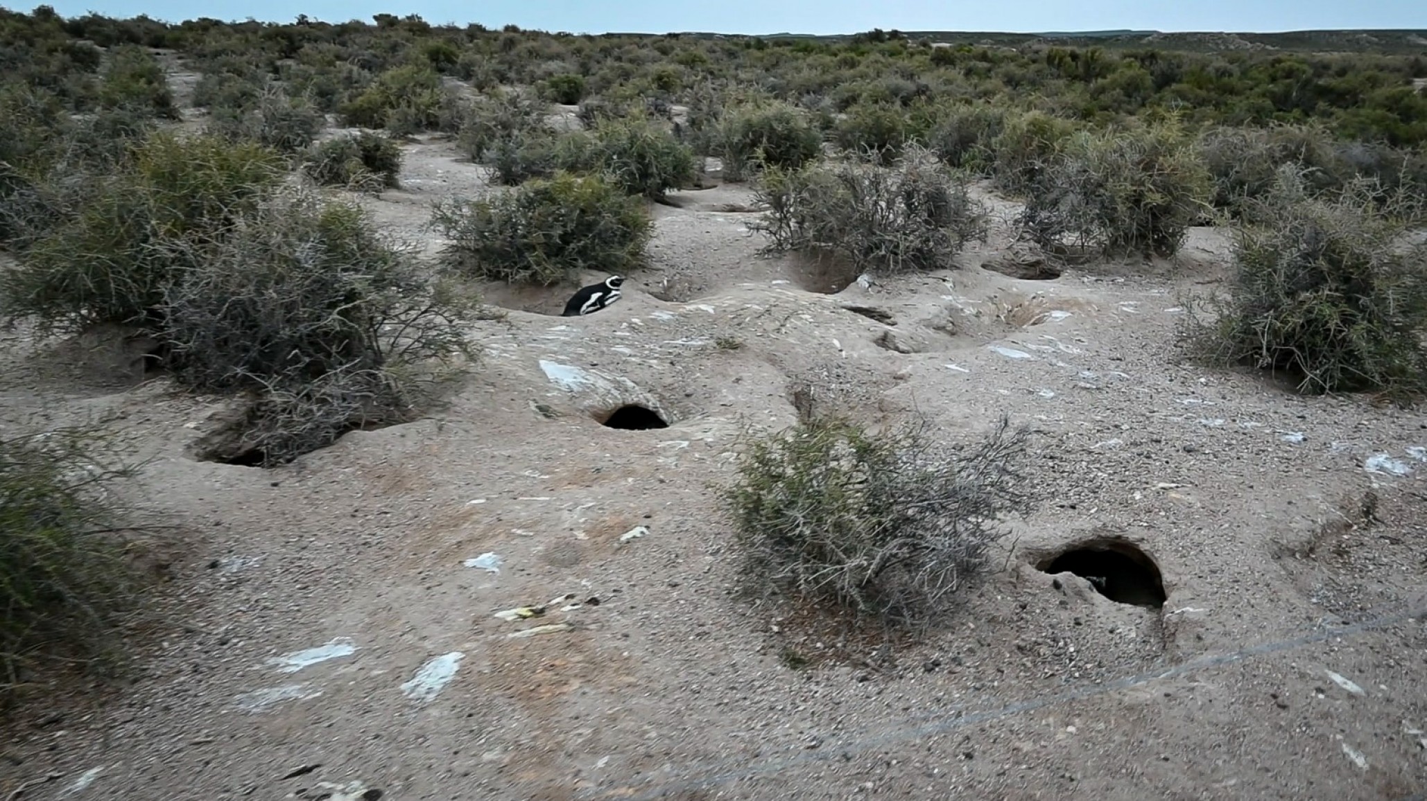 Juicio por la matanza de pingüinos en Punta Tombo: "Cada testimonio complica más"