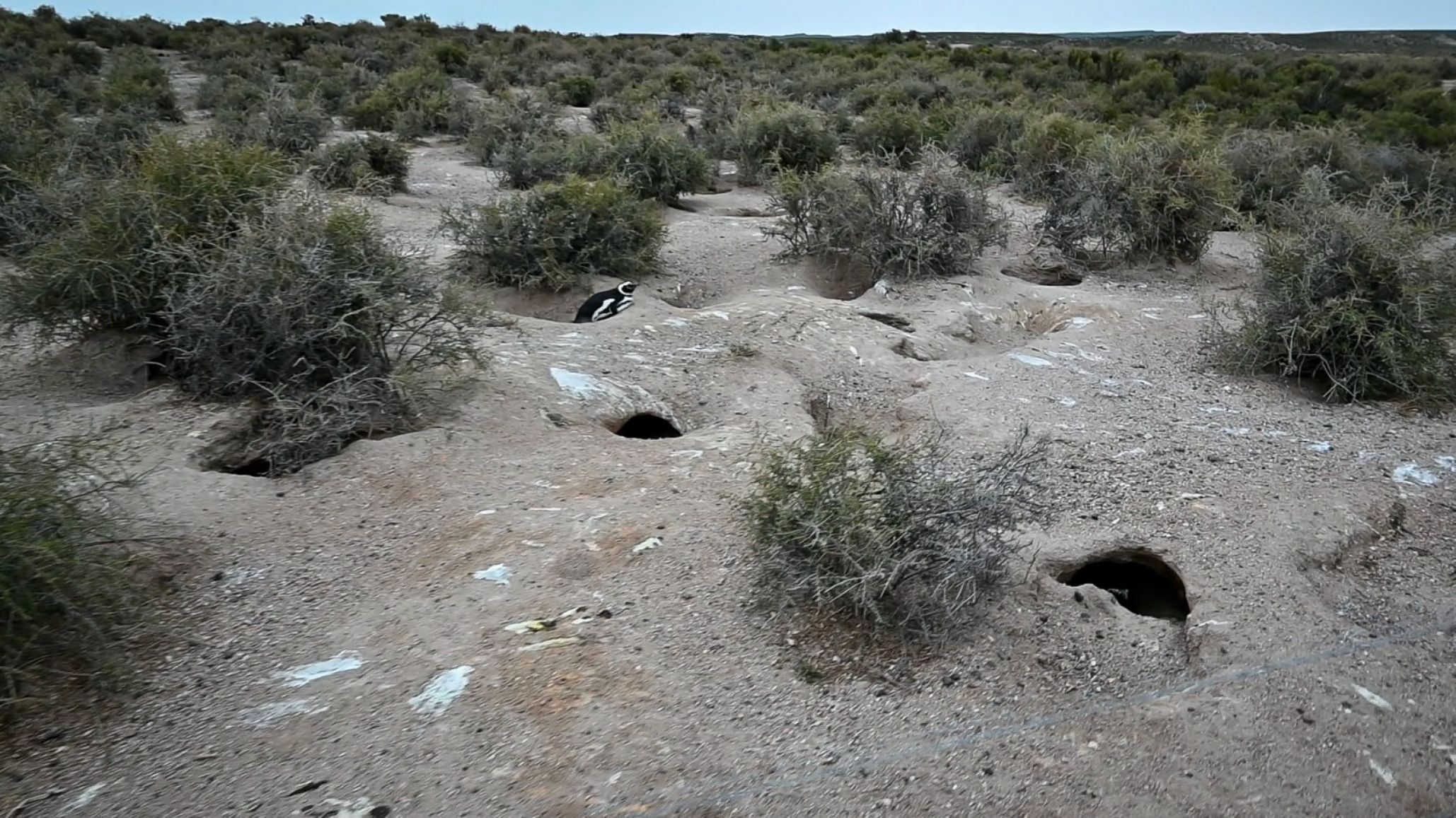 Juicio por la matanza de pingüinos en Punta Tombo: "Cada testimonio complica más"