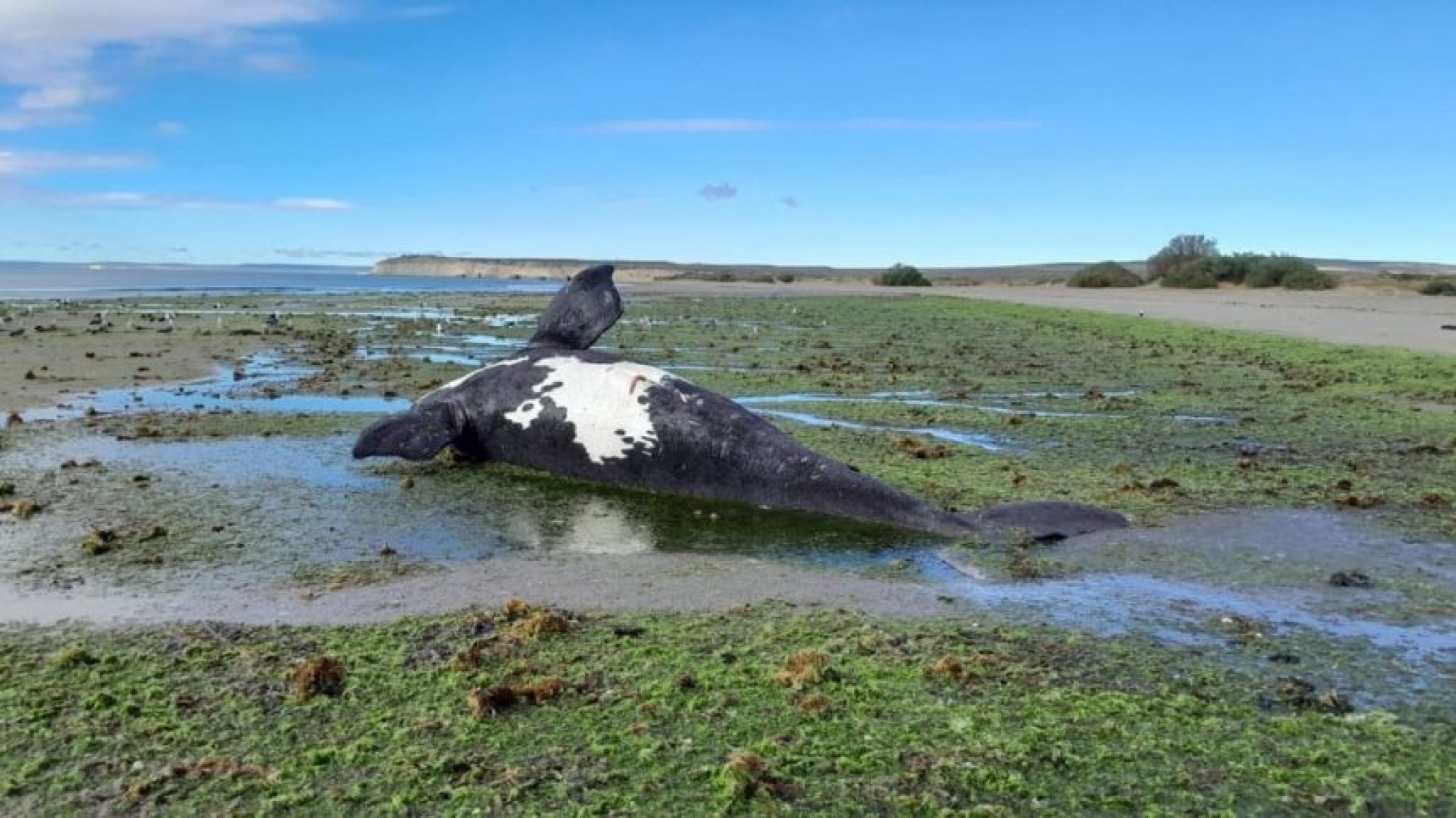 Se registraron 71 ballenas muertas en Península Valdés