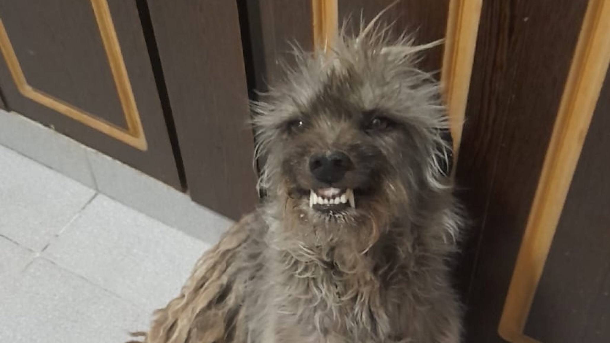 Una vecina de Comodoro atraviesa una difícil situación económica y busca un hogar para sus perros