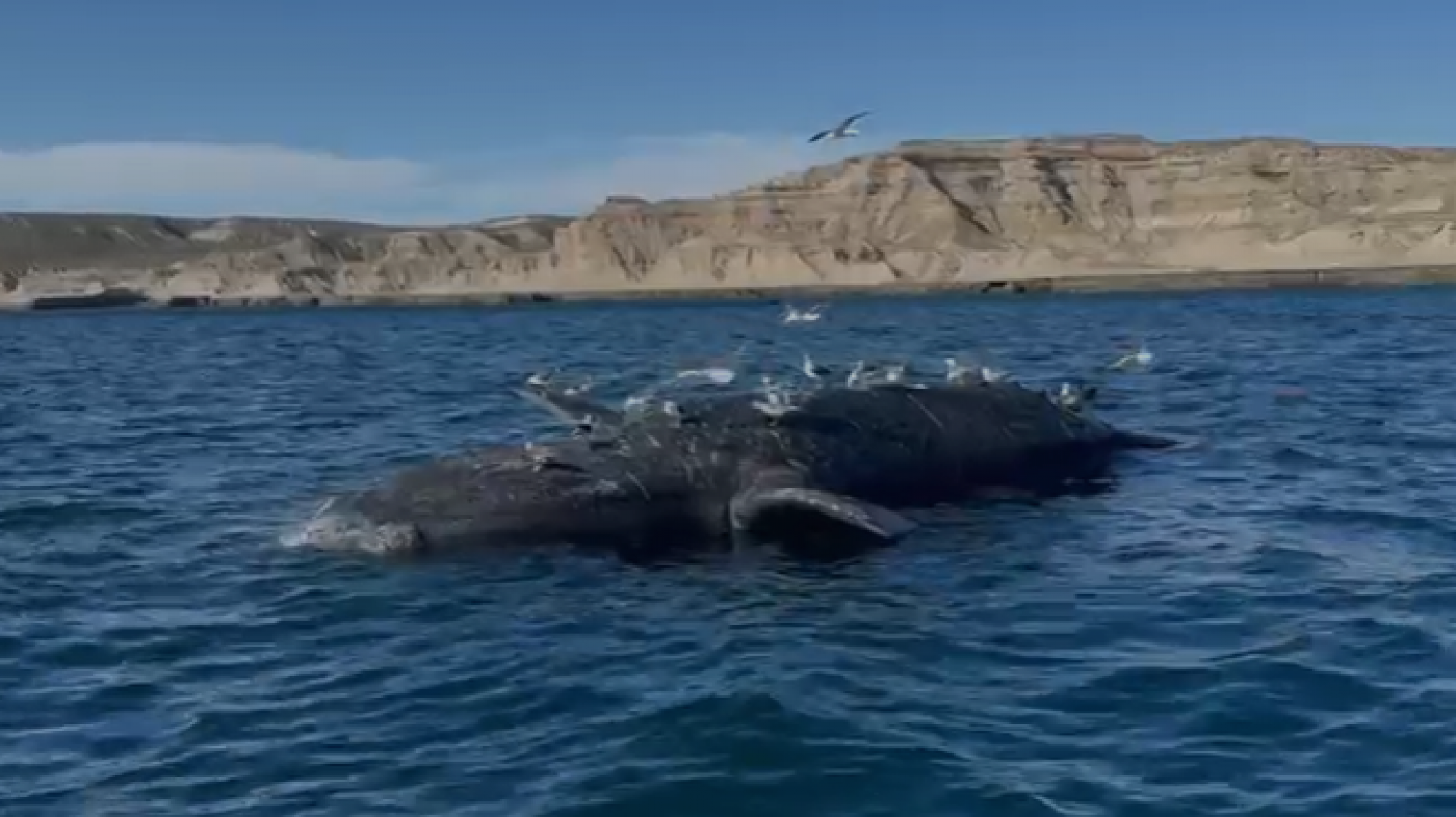 Muerte de ballenas en Península Valdés: "No hay manera de evitar que ocurra"