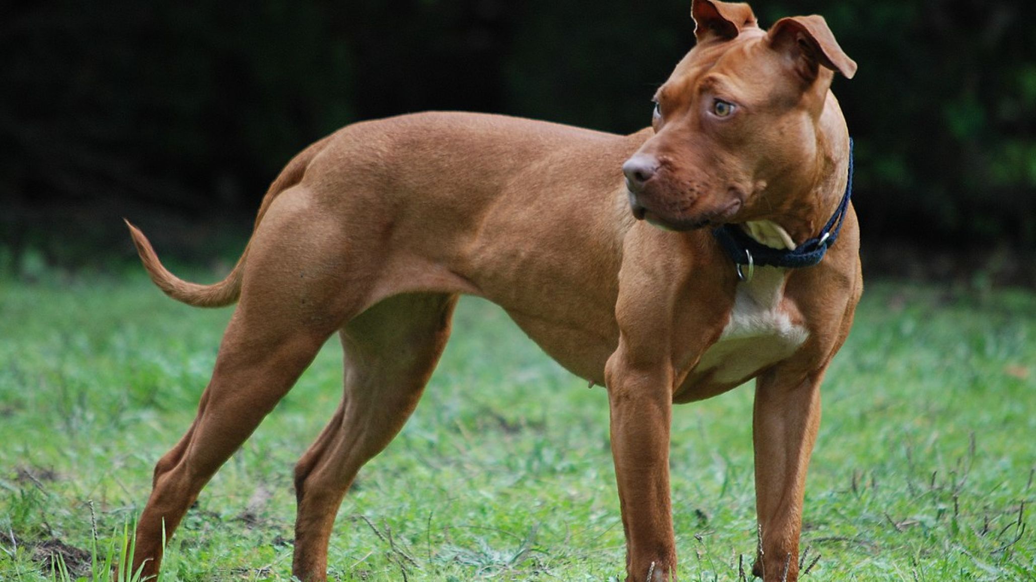 Dos pitbulls atacaron a un niño de 10 años mientras andaba en bicicleta