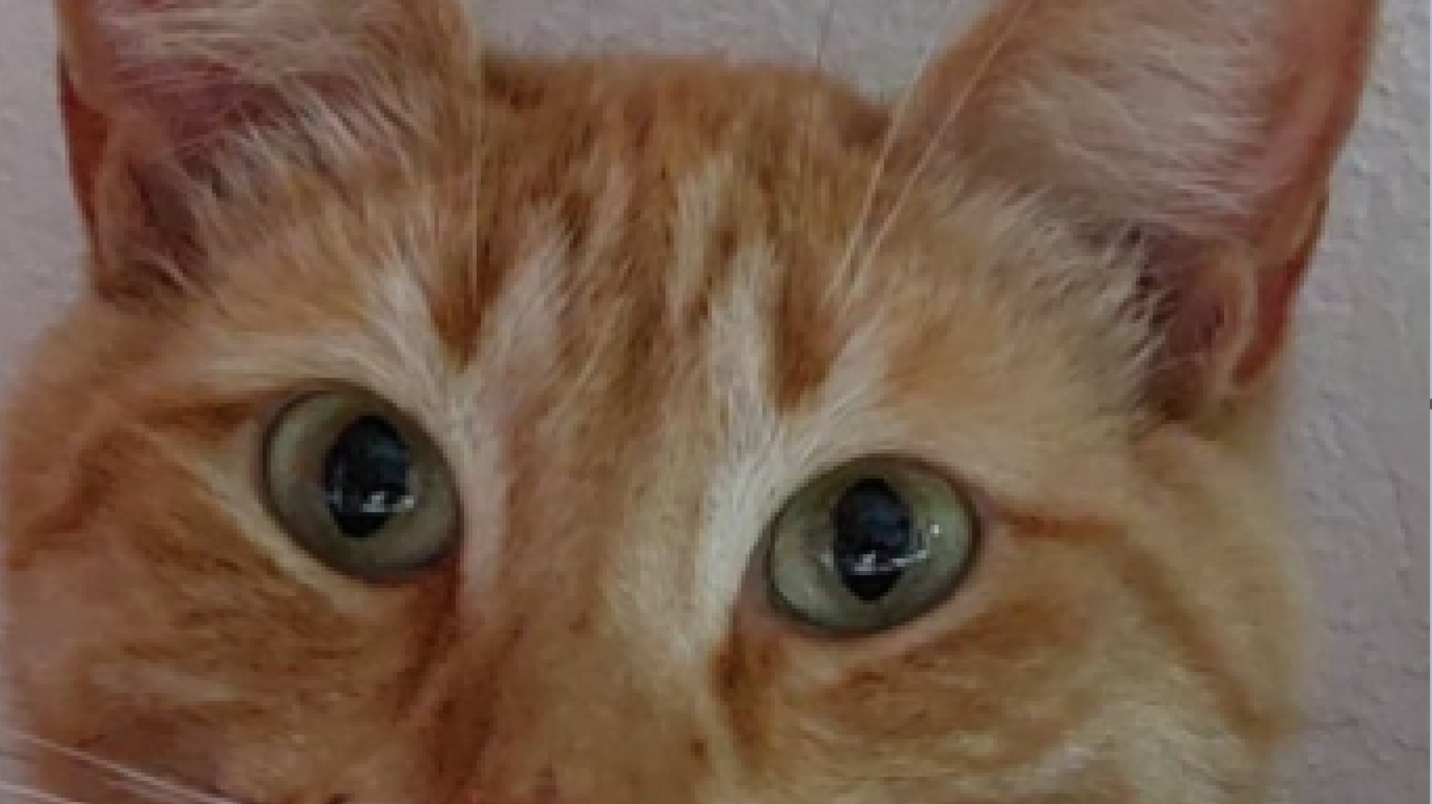 Se busca a Eros: Ofrecen $200,000 por un gato perdido