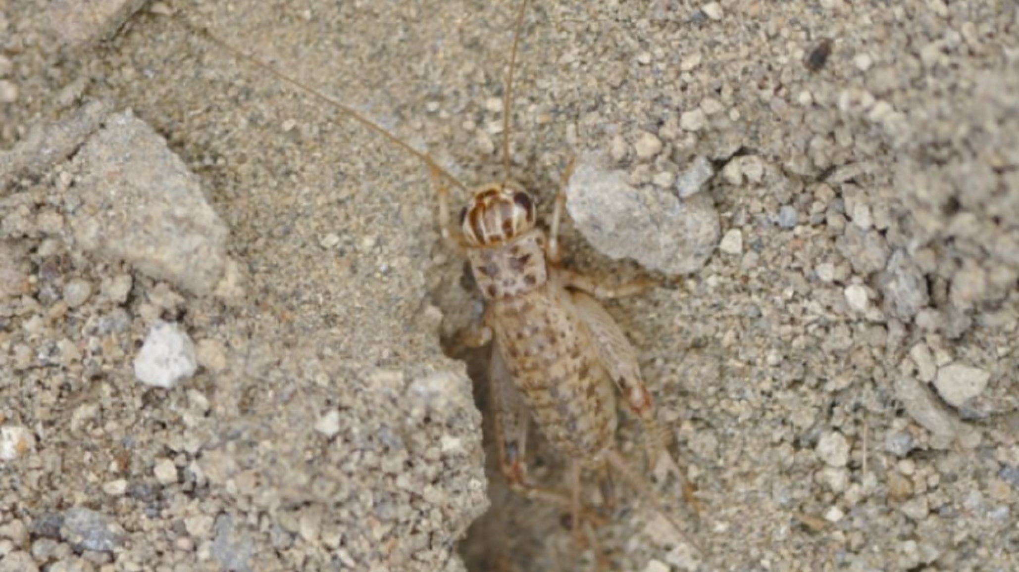 Hallazgo en la Patagonia: descubrieron una nueva especie de grillo en la Península de Valdés