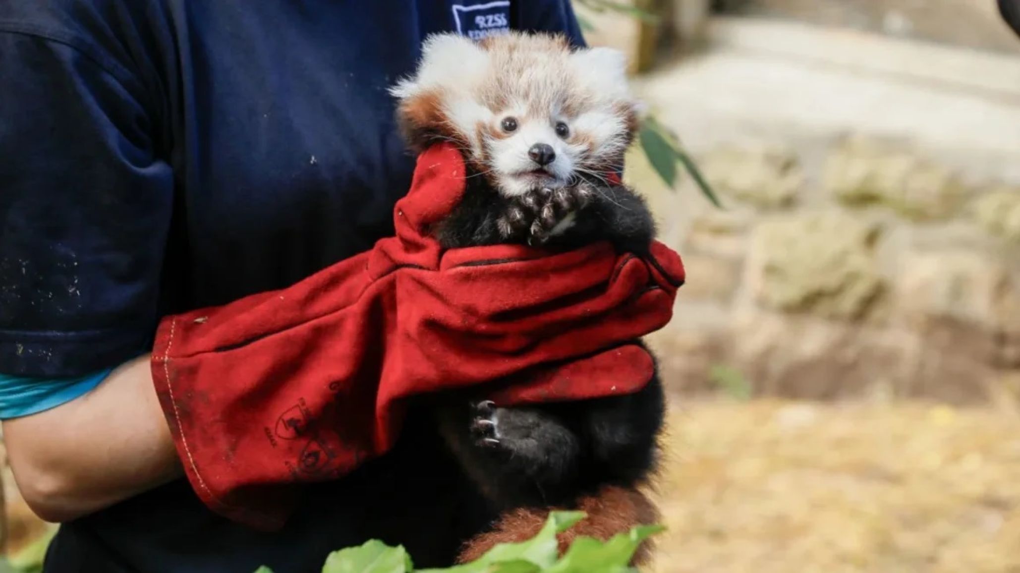 Fuegos artificiales causaron la muerte de un bebé panda rojo en Reino Unido