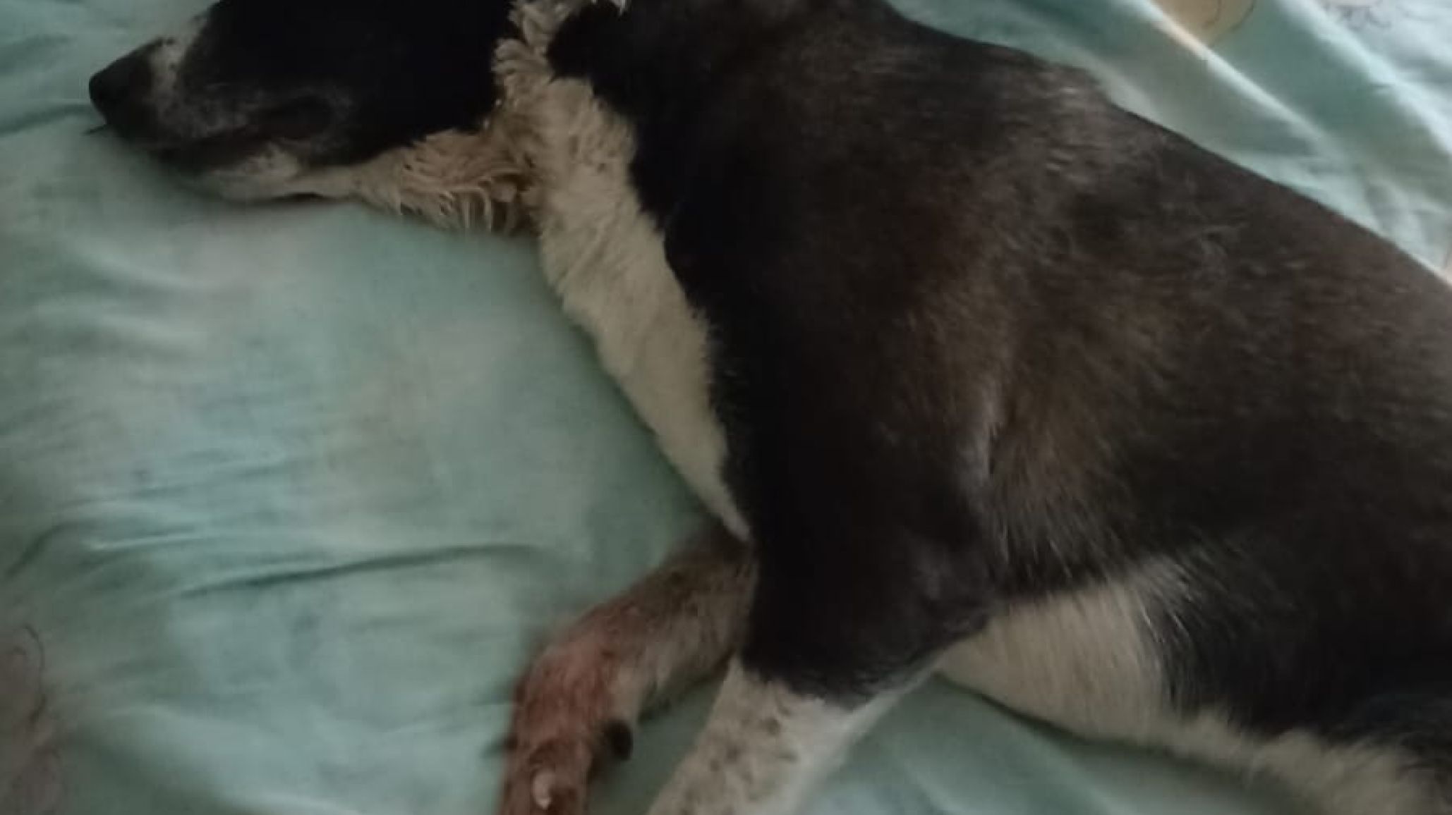 Indignación: Un pitbull suelto atacó a una mujer y a su perro en el Parque de la Ciudad