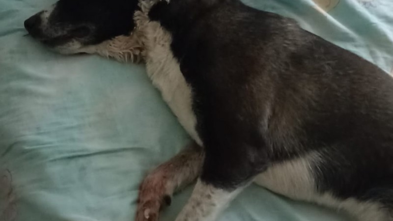 Indignación: Un pitbull suelto atacó a una mujer y a su perro en el Parque de la Ciudad