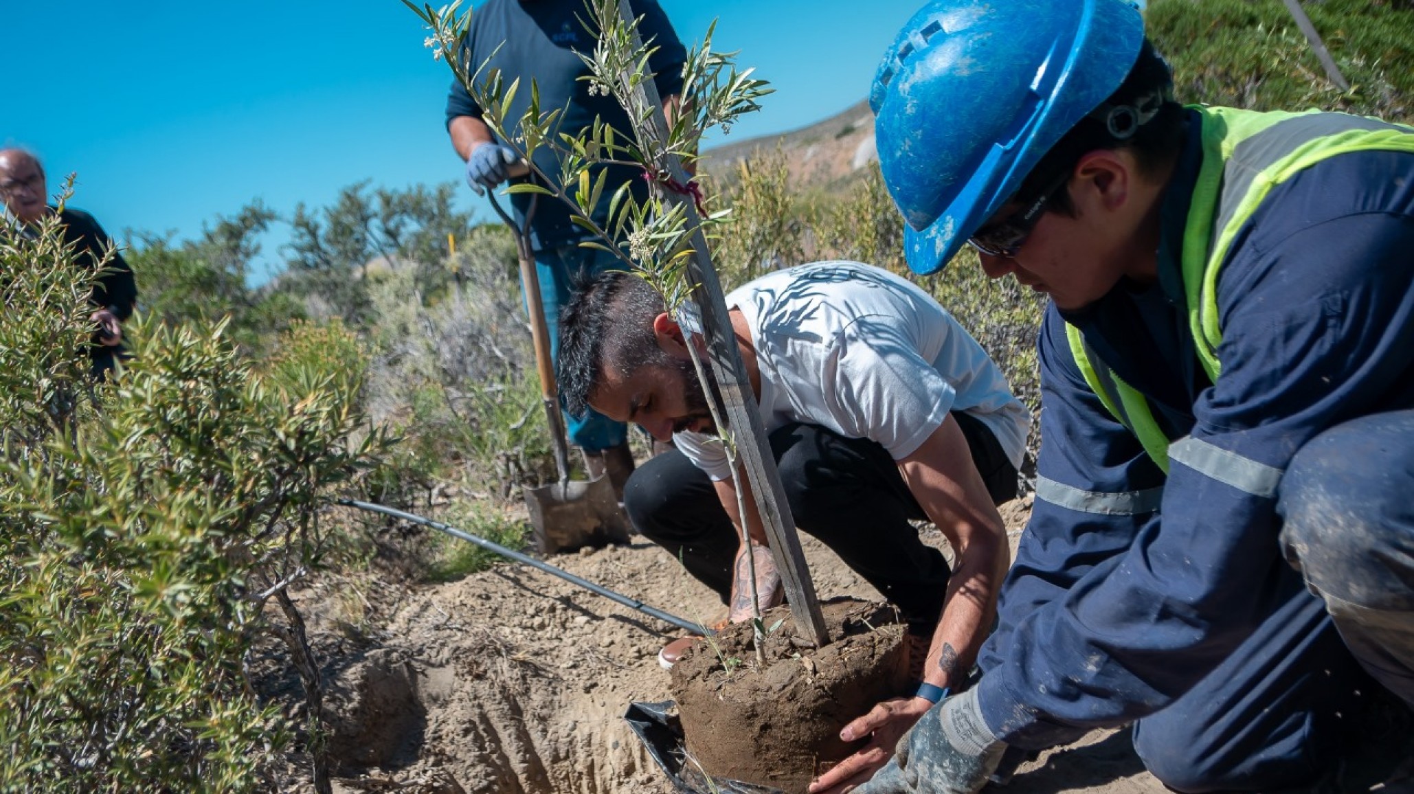 La SCPL, el INBIOP y el Centro de Jubilados inauguraron la plantación modelo de olivos en el Parque Astra irrigada con efluente tratado