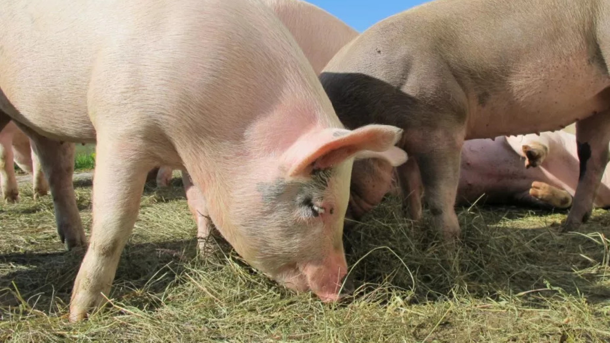 Tragedia: una adolescente murió tras ser atacada por cerdos en una granja