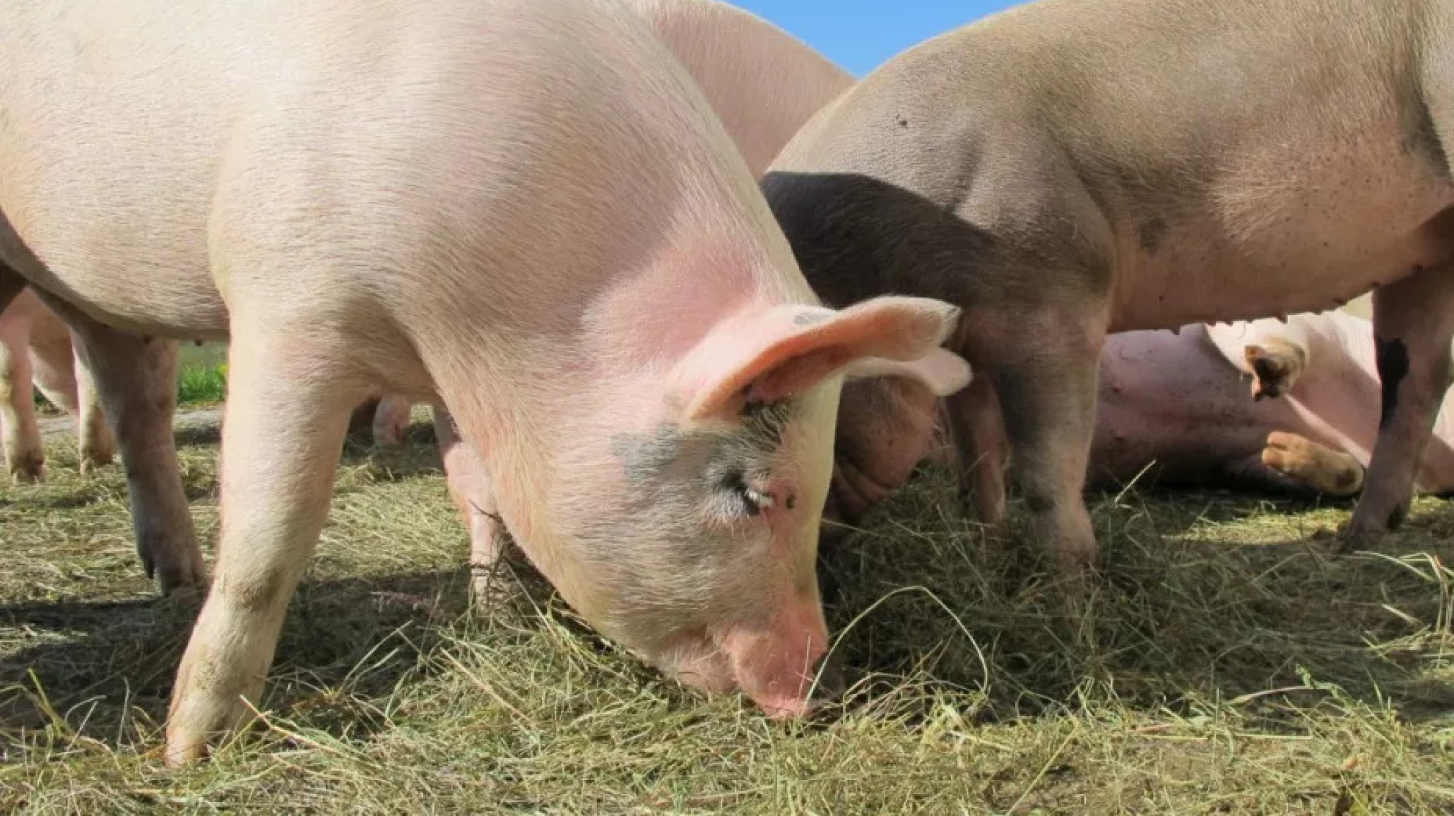 Tragedia: una adolescente murió tras ser atacada por cerdos en una granja