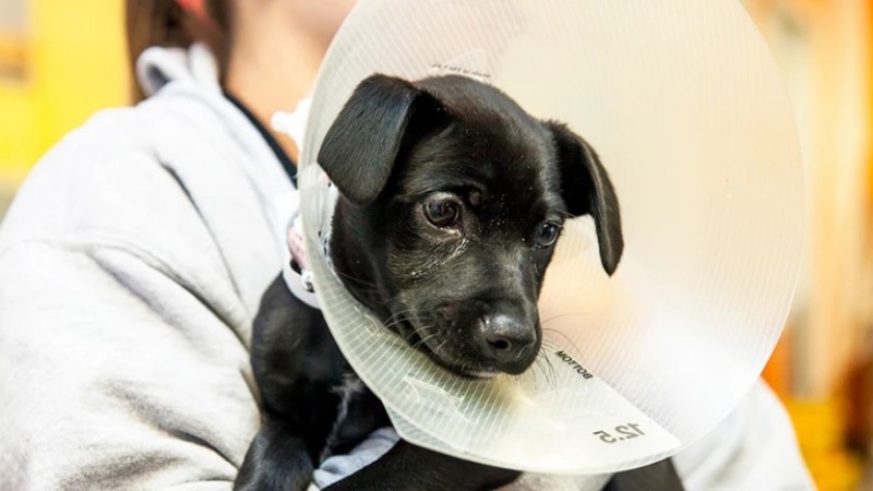 Campaña gratuita de esterilización para mascotas en Km. 17