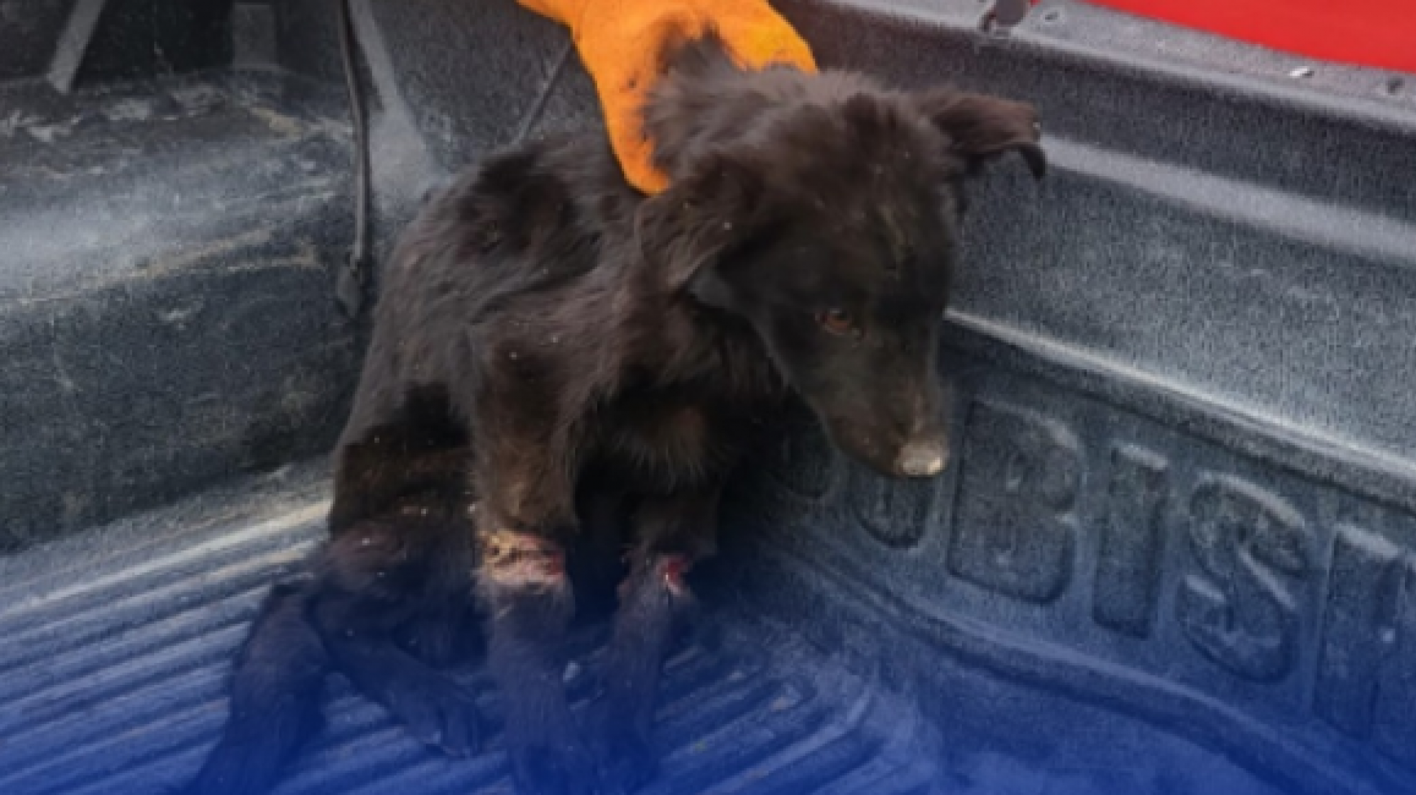 Crueldad animal: dejaron a un perrito atado y abandonado en la ruta