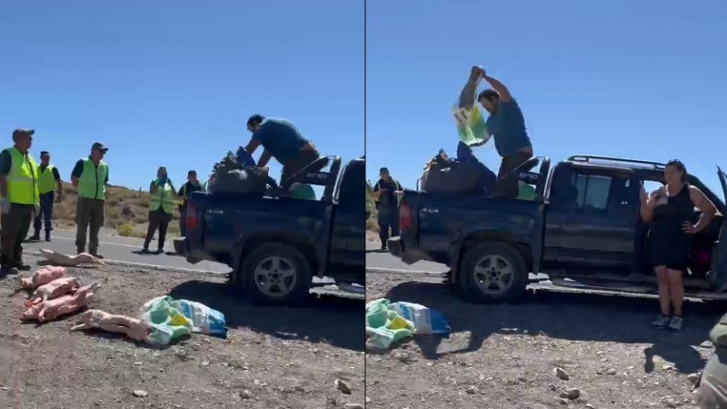 Ruta 40: Atropelló los lechones que transportaba para evitar el decomiso